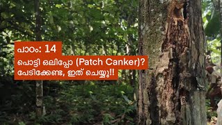 പാഠം 14 പൊട്ടി ഒലിപ്പോ Patch Canker പേടിക്കേണ്ട ഇത് ചെയ്യൂ [upl. by Corell]