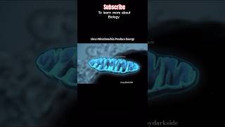 How Mitochondria Produce Energy 🤯shortbiology [upl. by Epner540]