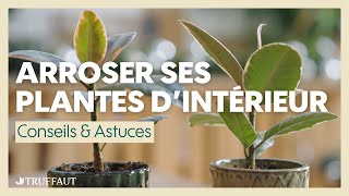 Comment bien arroser ses plantes dintérieur  Truffaut [upl. by Cheffetz198]