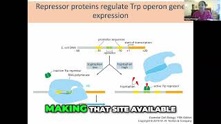 The Tryptophan Operon Regulation and Transcription Process [upl. by Seaman]