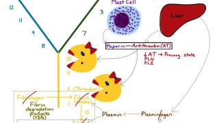 AntiCoagulation amp Fibrinolysis [upl. by Eizdnil]