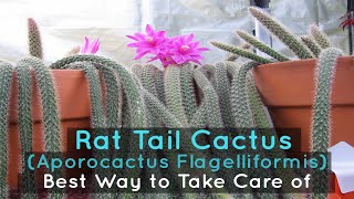 How to Take Care of a Rat Tail Cactus Aporocactus Flagelliformis [upl. by Marijo]