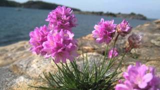 Armeria maritima [upl. by Ireland]