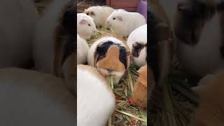 rabbit guineapig cute pets [upl. by Aryt368]