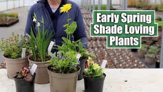 Shade Loving Perennials that SHINE in Early Spring [upl. by Maon151]