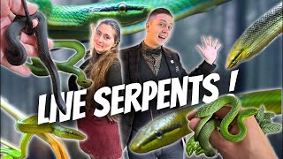 COMMENT VONT MES SERPENTS  Ça a grandi  Loma Live  Ep 7 [upl. by Erma13]