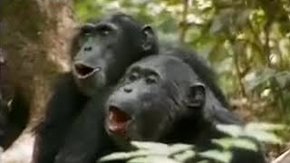 Chimps vs Red Colobus Monkeys  BBC Studios [upl. by Bauske]