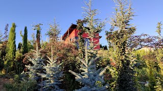 Niwaki pruning Cedrus libani I Toros sediri bulut form budaması I Topiary I [upl. by Mun]