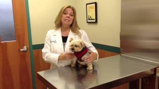 Understanding Leptospirosis in Dogs [upl. by Droc]