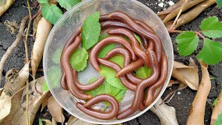 HUNTING MILLIPEDE  Hunting Red Millipede Luwing Wow Its Exciting to Get Many Millipede Animals [upl. by Arocal]