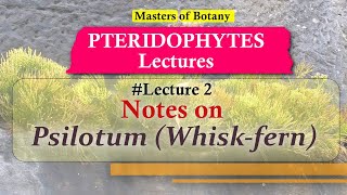 Lecture 2  Psilotum Whiskfern Life Cycle  Pteridophyta Lecture Notes [upl. by Shelley514]