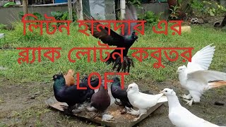 liton Halder er black loton kabutar LOFT pigeonloversujan pigeon fancypigeon kabootar [upl. by Ecadnac135]