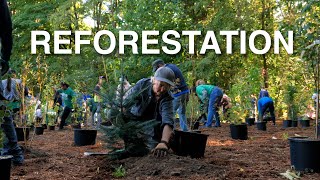 Reforestation  One Tree Planted [upl. by Earased]