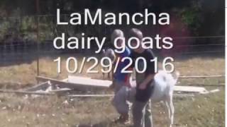 LaMancha Dairy Goats [upl. by Eillib]