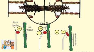 mécanisme de la contraction musculaire [upl. by Anihpesoj822]