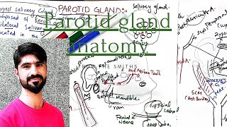 parotid gland anatomy waheedandkamranlectures1774 [upl. by Sherj]