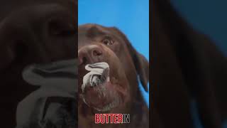 Can Dogs Eat Peanut Butter shorts viral dog [upl. by Moguel]