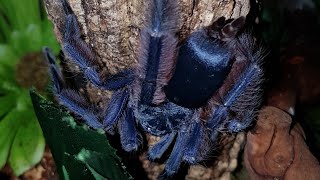 A quick look at my new Tapinauchenius violaceus  Purple Treespider post molt feeding on crickets [upl. by Naaitsirhc]