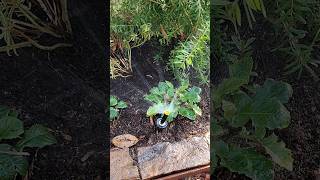 Sprinkler system install for a growing garden 💦🪴 2024 autumn season howto diy youtubeshorts [upl. by Ahsial438]