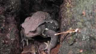 🐝 Giant Japanese Forest Toad  Species Bufo japonicus  Real Japan Monsters [upl. by Yasdnyl]