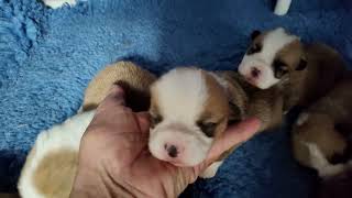 12 day old Corgi puppies  BeBops litter [upl. by Sclar908]