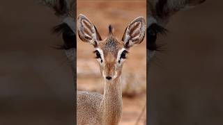 A brief introduction to 🥰Dikdik😘horts youtubeshorts animals [upl. by Sarazen229]