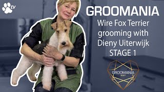 Wire Fox Terrier Grooming with Dieny Uiterwijk  stage 1  Groomania 2021 Grooming Demonstration [upl. by Yliah619]