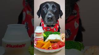 The daily life of my dog labradorretreiver doglovers asmar eatingsounds dog [upl. by Jeu]