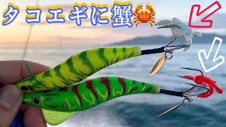 【明石タコ釣り】タコエギに蟹🦀を付けて釣果は上がるのか⁉️＃マルキューパワークラブ [upl. by Kally]