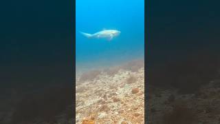 Thresher Shark Filming Philippines [upl. by Eidas783]