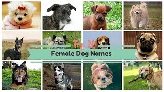 Top 20 Popular Female Dog Names [upl. by Haman114]