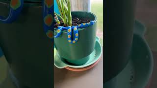 Flower pot snake flowerpot flowergarden plantmom [upl. by Madelin]