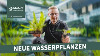 Wasserpflanzen für DEIN Aquarium  UNBOXING [upl. by Meras]