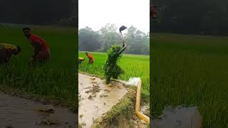 PAGALPANTI 🤣viralvideo farmer shortsfeed farming shorts shortvideo short viralvideo video [upl. by Griffith]