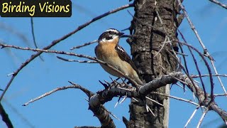 Enchanting song of Whinchat one blue morning [upl. by Seidnac644]