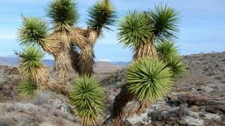 What are the Different Types of Yucca [upl. by Domineca610]