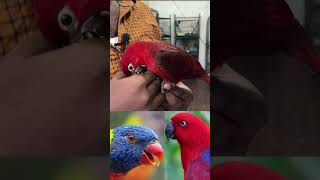 🤩 Colorful birds 🦜 lorikeet lory parakeet birds colorfulbird shorts prasanth360 [upl. by Welcy8]