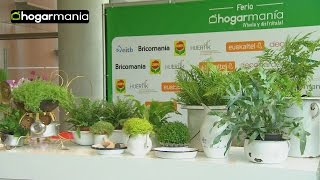 Cómo cultivar helechos en casa taller de Iñigo Segurola  Jardinatis [upl. by Carisa]