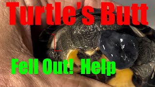 Let’s Save This Turtles Life Prolapsed Cloaca Rectum and Pene Not good [upl. by Anifur652]