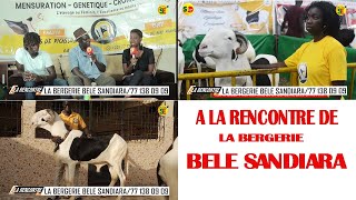 ELEVAGE  A LA RENCONTRE DE LA BERGERIE BELE SANDIARA [upl. by Roban]