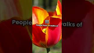 🌷Tulip ManiaThe First Economic Bubble flowers tulip netherlands interestingfacts [upl. by Dorwin]