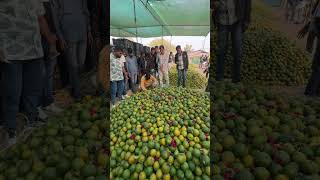 30November202 26 rupee kilo1040 rupee mann auction orange santraa mandi fruits farming [upl. by Enelcaj]