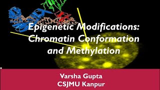 Chromatin Conformation and Methylation Epigenetic Modifications [upl. by Esilrahc]