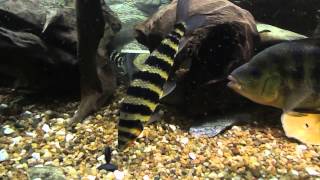 Leporinus fasciatus [upl. by Ahsitniuq865]