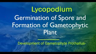 Germination of Spore and Formation of Gametophytic Plant  Development of Gametophyte Prothallus [upl. by Latini]