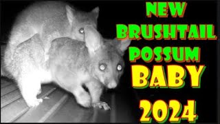 NEW BRUSHTAIL POSSUM BABY 2024 cameratrap trailcams animals [upl. by Iinden]