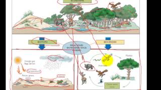 Ecosistema biotopo biocenose [upl. by Mcnally284]