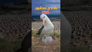 அல்பட்ராஸ் birds chick health checkup svdbdocuments [upl. by Aneeuq]