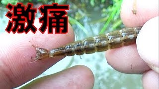 猛毒を持つゲンゴロウの幼虫に噛まれたら痛すぎた [upl. by Erdnoed]