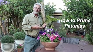 How to Prune Petunias [upl. by Katharina]